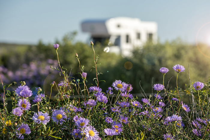 RV, camper parked in a meadow of purple flowers.