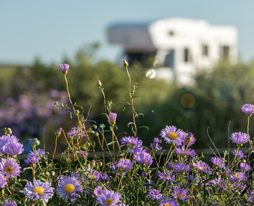 RV parked in field of purple wildflowers